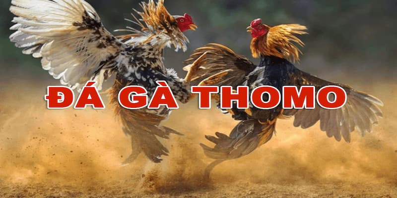 Đá Gà Thomo Campuchia