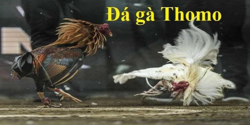 Đá Gà Thomo Campuchia Chọn Trận Đá Gà Phù Hợp