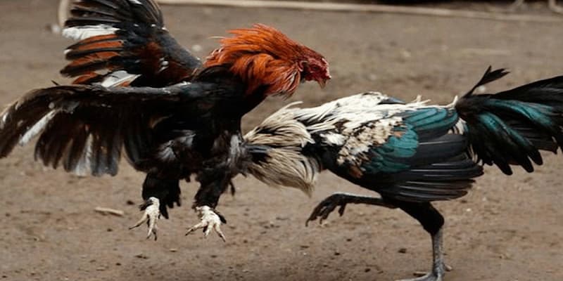 Đá Gà Thomo Campuchia Nghiên Cứu Thông Tin Trước Mỗi Trận Đấu